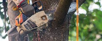 Martinsville, IL Tree Services Company