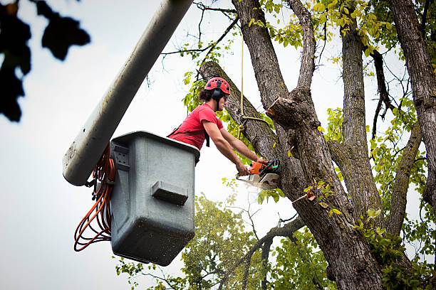 Best Tree Risk Assessment  in Martinsvle, IL